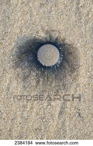 Picture - Anenome on the sand at the beach; Koh Samet Island, Thailand. Fotosearch