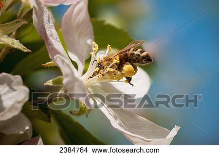 Picture - Apple blossom with a honey bee; Thurmont, Maryland, United States of America. Fotosearch