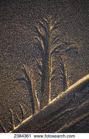 Arborescent sand pattern; Washington, United States of America View Large Photo Image Stock Image - Arborescent sand pattern; Washington, United States of America. Fotosearch