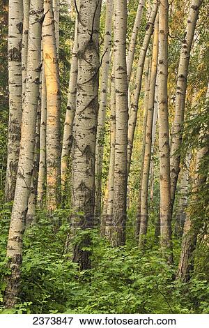 Stock Photo - Aspen forest; Northwest Territories, Canada. Fotosearch