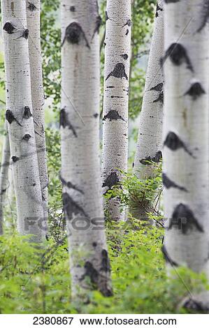 Stock Photo - Aspen tree trunks; Whitehorse, Yukon, Canada. Fotosearch
