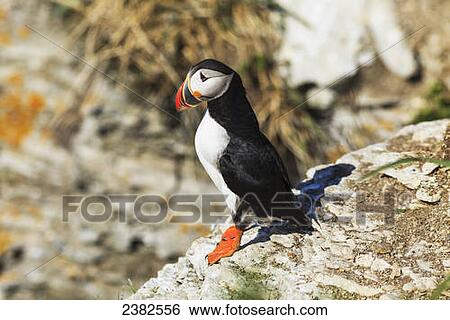 Stock Photograph - Atlantic Puffin (Fratercula arctica) at Ile aux Perroquets, Mingan Archipelago National Park Reserve of Canada, Cote-Nord, Duplessis region; Quebec, Canada. Fotosearch