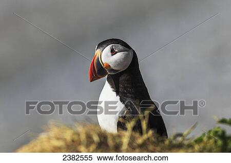 Stock Photography - Atlantic Puffin (Fratercula arctica) at Ile aux Perroquets, Mingan Archipelago National Park Reserve of Canada, Cote-Nord, Duplessis region; Quebec, Canada. Fotosearch