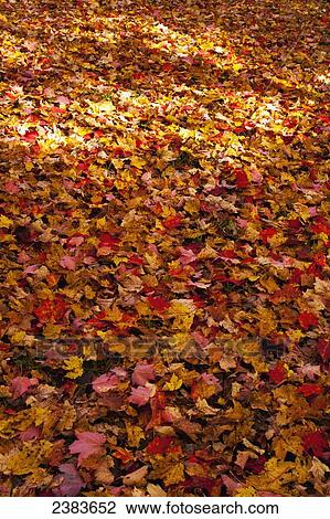 Autumn coloured leaves on the ground; Bolton Pass, Quebec, Canada View Large Photo Image Stock Image - Autumn coloured leaves on the ground; Bolton Pass, Quebec, Canada. Fotosearch