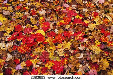 Autumn coloured leaves on the ground; Bolton Pass, Quebec, Canada View Large Photo Image Stock Image - Autumn coloured leaves on the ground; Bolton Pass, Quebec, Canada. Fotosearch