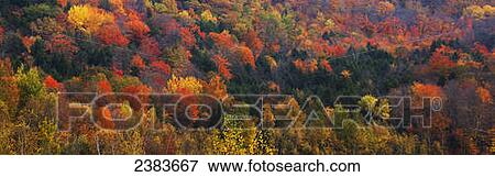 Stock Photo - Autumn coloured trees in a forest; Iron Hill, Quebec, Canada. Fotosearch