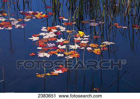 Stock Image - Autumn leaves reflected in Beaver pond; West Bolton, Quebec, Canada. Fotosearch