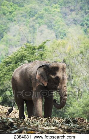 Baby elephant; Chiang Mai, Thailand View Large Photo Image Stock Image - Baby elephant; Chiang Mai, Thailand. Fotosearch