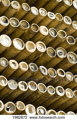 Bamboo sticks in a stack; Chiang Mai, Thailand View Large Photo Image Stock Image - Bamboo sticks in a stack; Chiang Mai, Thailand. Fotosearch
