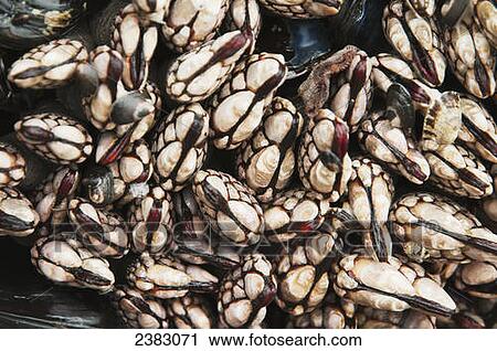 Barnacles are exposed by low tide; Cannon Beach, Oregon, United States of America View Large Photo Image Stock Image - Barnacles are exposed by low tide; Cannon Beach, Oregon, United States of America. Fotosearch
