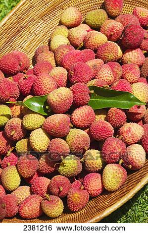 Stock Photograph - Basket of freshly picked Lychee; Maui, Hawaii, United States of America. Fotosearch