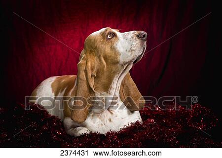 Basset Hound on a red background with garland; St. Albert, Alberta, Canada View Large Photo Image Stock Image - Basset Hound on a red background with garland; St. Albert, Alberta, Canada. Fotosearch