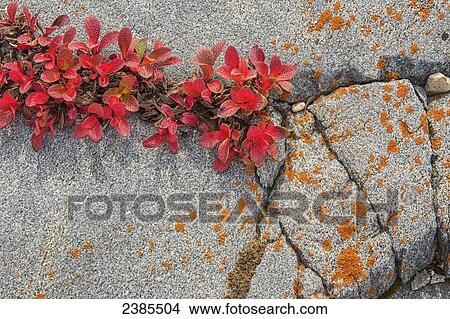 Picture - Bearberry (Arctostaphylos) growing in a crack on a rock near Churchill; Manitoba, Canada. Fotosearch