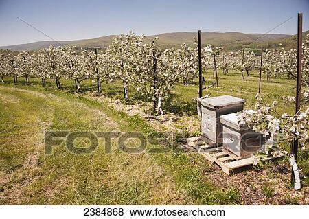 Stock Photo - Bee hives in an apple orchard, Catoctin mountain; Thurmont, Maryland, United States of America. Fotosearch