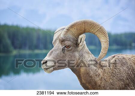 Picture - Bighorn Sheep (Ovis canadensis), Banff National Park; Alberta, Canada. Fotosearch