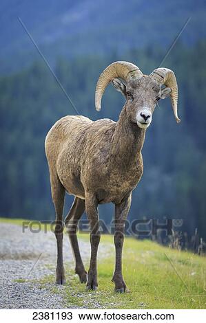Stock Image - Bighorn Sheep (Ovis canadensis), Banff National Park; Alberta, Canada. Fotosearch