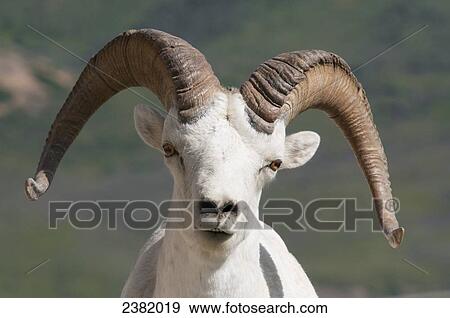 Stock Photo - Bighorn Sheep (Ovis canadensis). Fotosearch