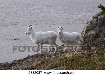 Stock Photo - Bighorn sheep (Ovis canadensis) standing at the water's edge. Fotosearch