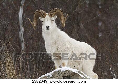 Stock Photo - Bighorn Sheep (Ovis canadensis) standing on a snowy rock at the edge of a forest. Fotosearch