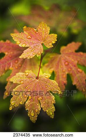 Stock Photography - Bigleaf Maple leaves catch raindrops; Westport, Oregon, United States of America. Fotosearch