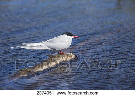 Stock Photography - Bird floating on driftwood; Alaska, United States of America. Fotosearch - Search Stock Photos, Pictures, Prints, Images, and Photo Clip Art