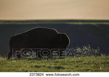 Picture - Bison, Grasslands National Park; Saskatchewan, Canada. Fotosearch