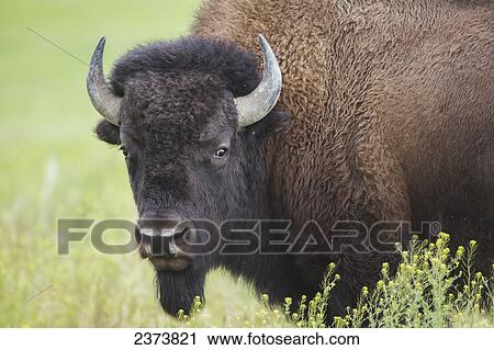 Stock Image - Bison, Grasslands National Park; Saskatchewan, Canada. Fotosearch