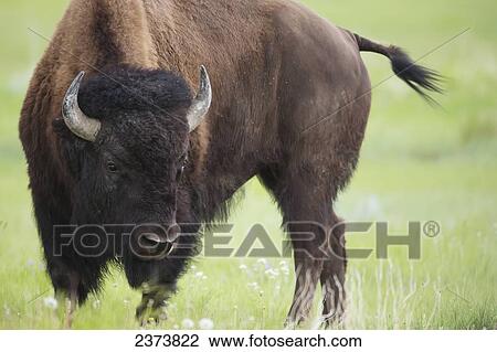 Bison, Grasslands National Park; Saskatchewan, Canada View Large Photo Image Stock Image - Bison, Grasslands National Park; Saskatchewan, Canada. Fotosearch