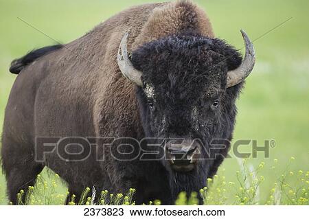 Stock Image - Bison, Grasslands National Park; Saskatchewan, Canada. Fotosearch