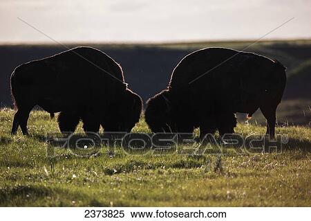 Bison grazing, Grasslands National Park; Saskatchewan, Canada View Large Photo Image Stock Photography - Bison grazing, Grasslands National Park; Saskatchewan, Canada. Fotosearch
