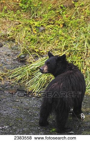Black bear (Ursus americanus) feeding on pink salmon along Dayville Road; Valdez, Alaska, United States of America View Large Photo Image Stock Photo - Black bear (Ursus americanus) feeding on pink salmon along Dayville Road; Valdez, Alaska, United States of America. Fotosearch