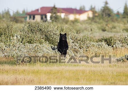 Black bear (Ursus americanus) standing in front of a remote lodge along the south shore of Hudson Bay; Manitoba, Canada View Large Photo Image Stock Image - Black bear (Ursus americanus) standing in front of a remote lodge along the south shore of Hudson Bay; Manitoba, Canada. Fotosearch