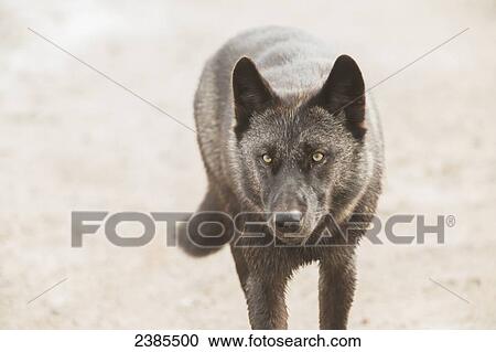 Stock Image - Black wolf along the coast of Hudson Bay; Manitoba, Canada. Fotosearch