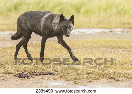 Black wolf along the coast of Hudson Bay; Manitoba, Canada View Large Photo Image Stock Photo - Black wolf along the coast of Hudson Bay; Manitoba, Canada. Fotosearch