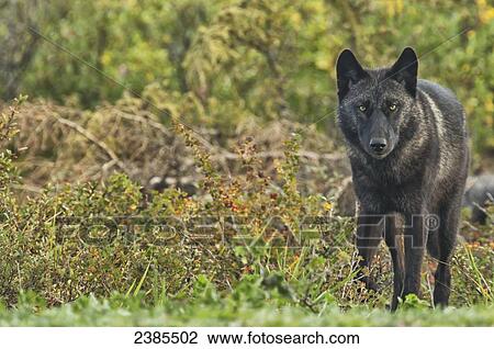 Stock Image - Black wolf (Canis lupus) along the coast of Hudson Bay; Manitoba, Canada. Fotosearch
