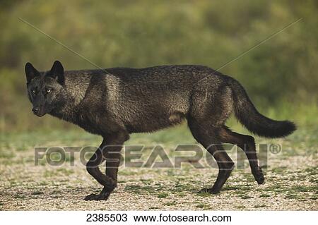 Black wolf (Canis lupus) along the coast of Hudson Bay; Manitoba, Canada View Large Photo Image Stock Image - Black wolf (Canis lupus) along the coast of Hudson Bay; Manitoba, Canada. Fotosearch