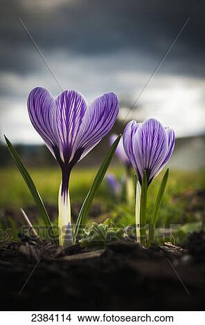 Picture - Blooming crocuses are a sign of springtime; Astoria, Oregon, United States of America. Fotosearch