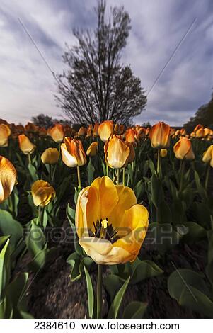 Blossoming tulips; Whitnall Park, Wisconsin, United States of America View Large Photo Image Stock Image - Blossoming tulips; Whitnall Park, Wisconsin, United States of America. Fotosearch