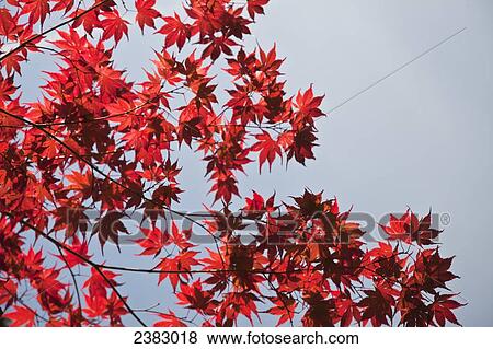 Stock Photo - Bright red leaves on a tree; England. Fotosearch