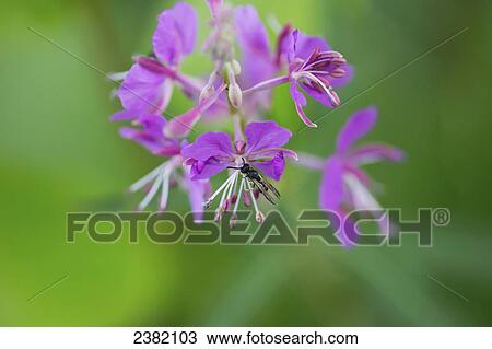 Bug on a spent Fireweed plant; Palmer, Alaska, United States of America View Large Photo Image Stock Image - Bug on a spent Fireweed plant; Palmer, Alaska, United States of America. Fotosearch