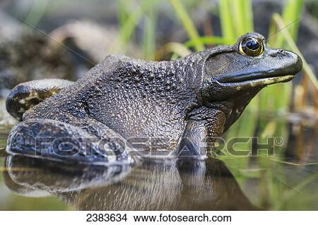 Picture - Bullfrog in a lake; Ontario, Canada. Fotosearch
