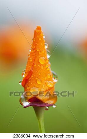 California poppy (Eschscholzia californica) remains closed in the rain; Astoria, Oregon, United States of America View Large Photo Image Picture - California poppy (Eschscholzia californica) remains closed in the rain; Astoria, Oregon, United States of America. Fotosearch