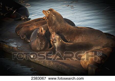 California Sea lions (Zalophus californianus) haul out in the harbour; Astoria, Oregon, United States of America View Large Photo Image Stock Photo - California Sea lions (Zalophus californianus) haul out in the harbour; Astoria, Oregon, United States of America. Fotosearch