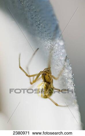 Stock Image - Candy Cane Spider on a flower; Astoria, Oregon, United States of America. Fotosearch
