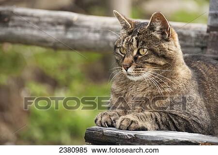 Cat on a wooden bench; Alberta, Canada View Large Photo Image Stock Photography - Cat on a wooden bench; Alberta, Canada. Fotosearch