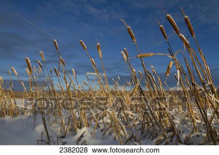 Cattails dried in the winter with snow on the ground View Large Photo Image Stock Photo - Cattails dried in the winter with snow on the ground. Fotosearch