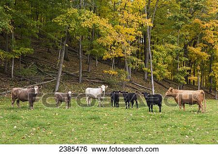 Stock Photograph - Cattle standing in a pasture with colorful autumn foliage in the background; Iowa, United States of America. Fotosearch