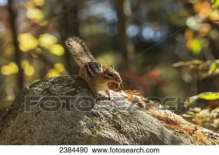 Stock Image - Chipmunk holding an acorn, Algonquin Park; Ontario, Canada. Fotosearch