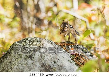 Stock Photo - Chipmunk holding an acorn jumping from rock to rock, Algonquin Park; Ontario, Canada. Fotosearch