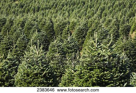 Stock Photograph - Christmas tree farm; Hatley, Quebec, Canada. Fotosearch